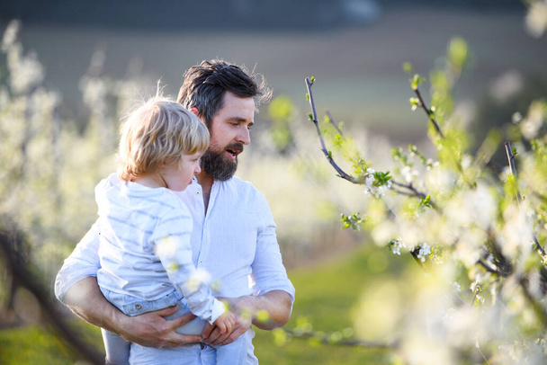 Father with small son standing outdoors in orchard in spring. Copy space. - Foto, imagen