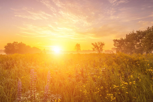 Схід сонця на полі, вкритому дикими квітами в літній сезон з туманом і деревами з похмурим фоном неба вранці. Ландшафтний
. - Фото, зображення