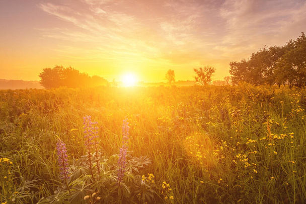 Auringonnousu pellolla peitetty luonnonvaraisia kukkia kesäkaudella sumu ja puita pilvinen taivas tausta aamulla. Maisema. - Valokuva, kuva