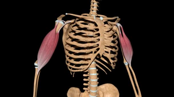 This video shows the biceps muscles on skeleton - Footage, Video