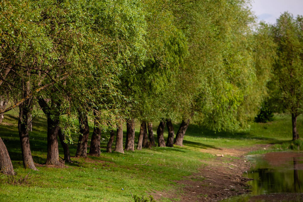 Grupo de árvores no prado verde. Campo de grama verde e céu azul no dia de verão. Linha de árvores no parque formal. Bela paisagem de primavera na República da Moldávia. Paisagem verde. Natureza da Primavera
. - Foto, Imagem