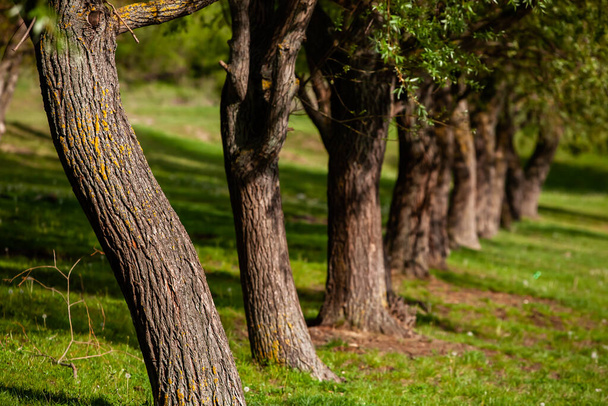 Grupo de árboles en el prado verde. Campo de hierba verde y cielo azul en el día de verano. Línea de árboles en el parque formal. Hermoso paisaje de primavera en la República de Moldavia. Un paisaje verde. Primavera Naturaleza
. - Foto, imagen