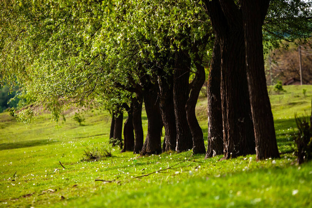 Ryhmä puita vihreällä niityllä. Vihreä ruoho ja sininen taivas kesäpäivänä. Tree line virallisessa puistossa. Kaunis kevätmaisema Moldovan tasavallassa. Vihreä maisema. Kevät Luonto
. - Valokuva, kuva