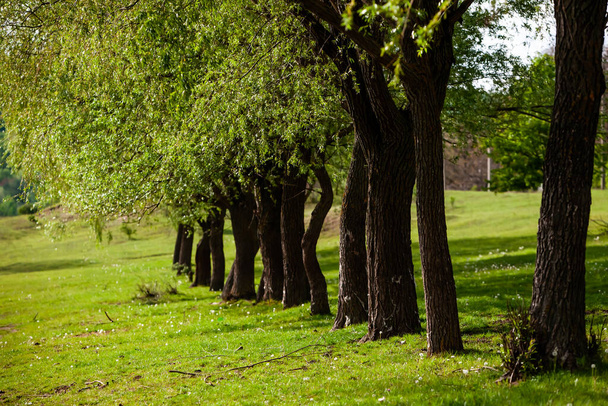 Ryhmä puita vihreällä niityllä. Vihreä ruoho ja sininen taivas kesäpäivänä. Tree line virallisessa puistossa. Kaunis kevätmaisema Moldovan tasavallassa. Vihreä maisema. Kevät Luonto
. - Valokuva, kuva