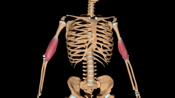Ez a videó a brachialis izmokat mutatja a csontvázon. - Felvétel, videó