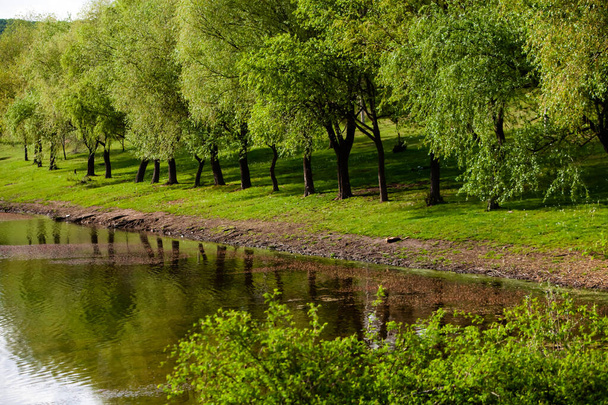 Группа деревьев на зеленом лугу. Поле зеленой травы и голубое небо в летний день. Линия деревьев в парке. Прекрасный весенний пейзаж в Республике Молдова. Зеленый пейзаж. Весенняя природа
. - Фото, изображение