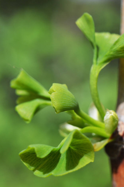 Young spring ginkgo leaves on a two-bladed sunny day. - Photo, Image