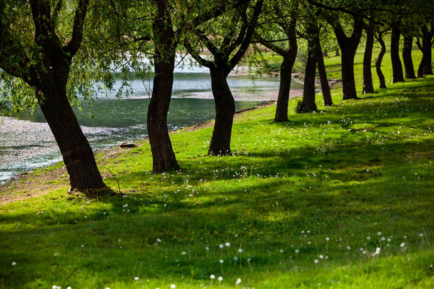 Grupa drzew na zielonej łące. Pole zielonej trawy i błękitne niebo w letni dzień. Linia drzew w formalnym parku. Piękny wiosenny krajobraz w Republice Mołdowy. Zielony krajobraz. Wiosenna natura. - Zdjęcie, obraz