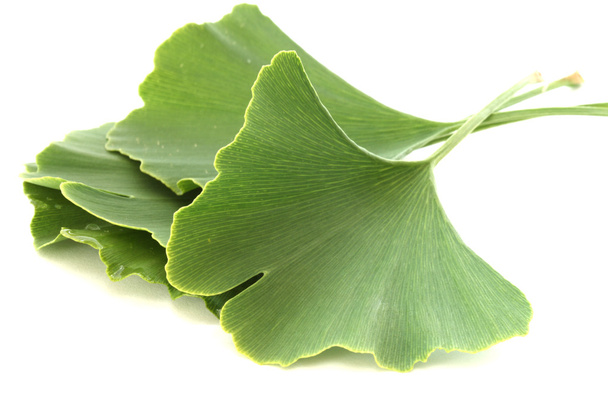 Several green fresh ginkgo biloba leaves on white background - Photo, Image