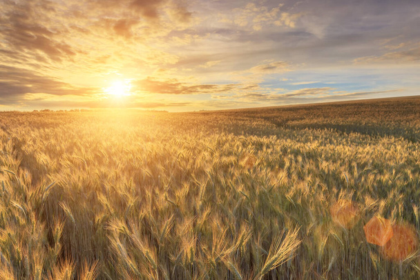Scene of sunset or sunrise on the field with young rye or wheat in the summer with a cloudy sky background. Landscape. - Photo, Image