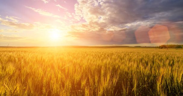 Escena de puesta de sol o salida del sol en el campo con centeno joven o trigo en el verano con un fondo nublado del cielo. Paisaje. - Foto, Imagen