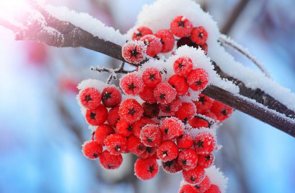 ягоди мороз покриті
 - Фото, зображення