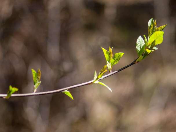 A branch with blooming leaves. Close-up. Selective focus - Photo, Image