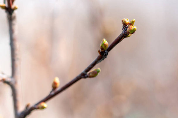Apple branch with swelling buds. Close-up, selective focus. - Photo, Image