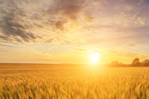 Сцена заходу сонця або сходу сонця на полі з молодим житом або пшеницею влітку з похмурим фоном неба. Ландшафтний
. - Фото, зображення