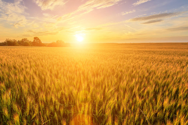 曇り空の背景を持つ夏の若いライ麦や小麦でフィールド上の日没や日の出のシーン。風景. - 写真・画像