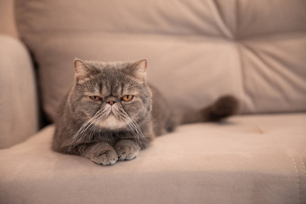 Grey beautiful cat on grey sofa house.pets of a cat - Fotografie, Obrázek