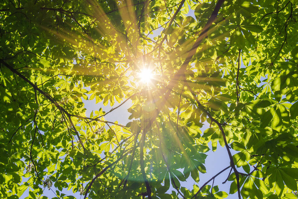Sluneční paprsky se pohybují mezi větvemi koňské kaštany s jarními listy, spodní pohled, pozadí - Fotografie, Obrázek
