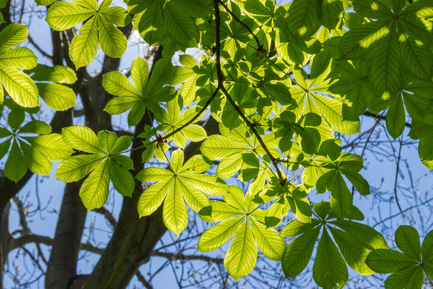 Zweige der Rosskastanie mit Frühlingsblättern auf verschwommenem Hintergrund der Äste und Stämme anderer Bäume und des Himmels, Ansicht von unten im Gegenlicht, Hintergrund - Foto, Bild