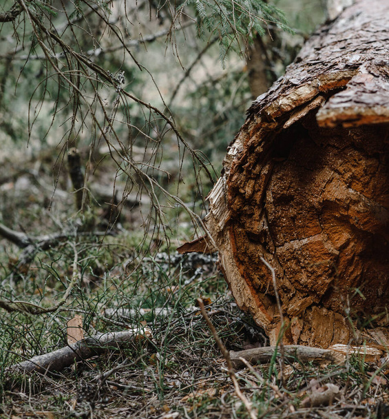 fallen pine trunk inside view - Foto, immagini