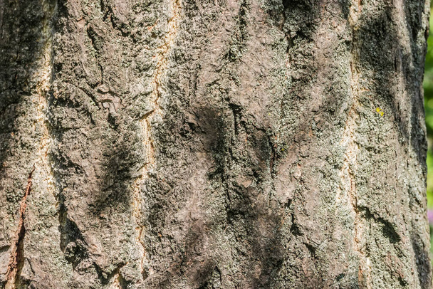Tekstura szorstkiej pękniętej kory na pniu drzewa Ginkgo biloba pokryte porostów zbliżenie w selektywnym ostrości, tło - Zdjęcie, obraz