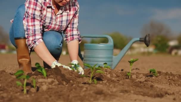 Plantas de agricultor mudas de pimentão em um campo na primavera
 - Filmagem, Vídeo