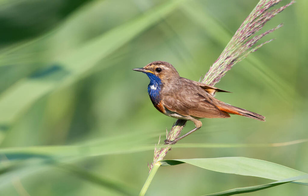 Bluethroat, Luscinia svecica, cyanecula. In the early morning, a bird sits on a stalk of reeds by the river. - Fotografie, Obrázek
