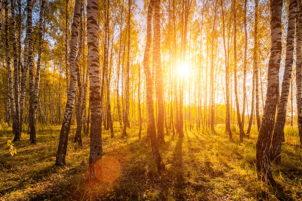 Žluté listy padají v břízovém lese ve zlatém podzimu při západu slunce. Krajina se stromy na slunném dni a pěší stezka. - Fotografie, Obrázek