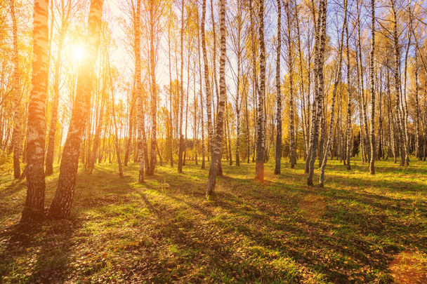 Березовий ліс у ясний осінній день з жовтим листям, сосен і блакитним небом. Ландшафт. - Фото, зображення