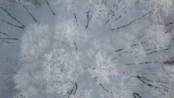 Gyönyörű téli természet táj, csodálatos kilátás a hegyekre. Az erdők látványos képe. Frosty nap a síközpontban - Felvétel, videó