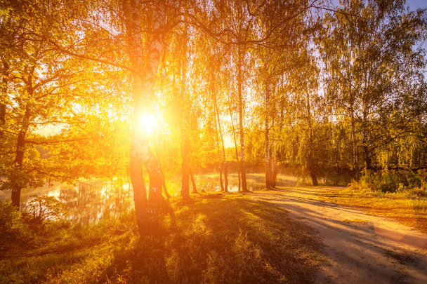 Východ slunce poblíž rybníka s břízami se žlutými listy za slunného zlatého podzimního rána. Mlha nad vodou. Pád listí. - Fotografie, Obrázek