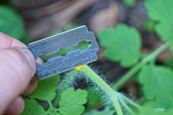 черный металл бритва в пальцах в руке режет зеленый стебель растения celandine с желтым соком в природе
 - Фото, изображение