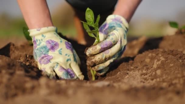 Boer planten zaailingen van peper in een veld, close-up handen - Video