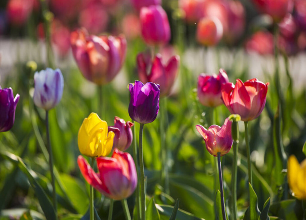 Tulip fields with many blooming flowers - Zdjęcie, obraz