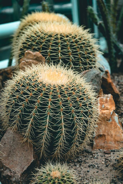 A vertical high angle shot of cactus plants  with various plants on the background - Foto, afbeelding
