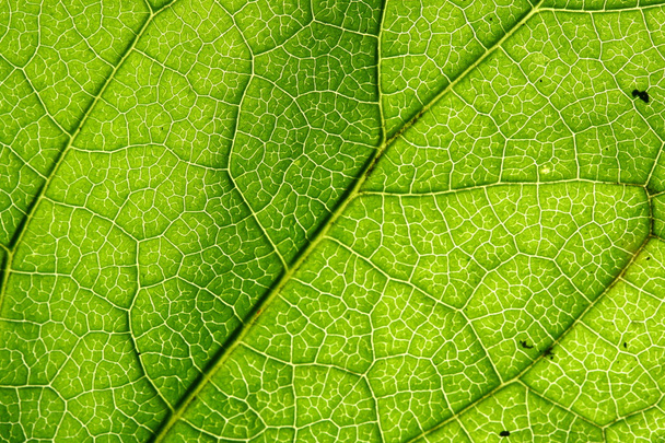 green leaf vein - Фото, зображення