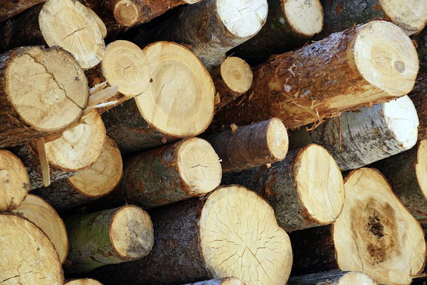 A beautiful shot of cut wood logs bunch - Fotoğraf, Görsel