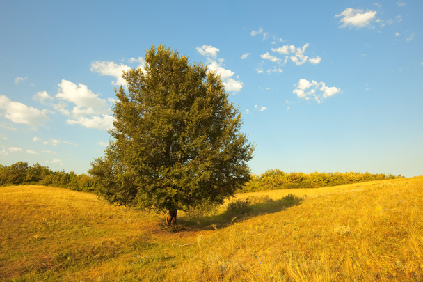 Scène estivale : seul arbre vert dans le champ sur fond de ciel bleu
 - Photo, image