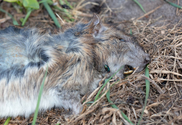 Le rat musqué mort couché dans l'herbe, Pays-Bas
 - Photo, image