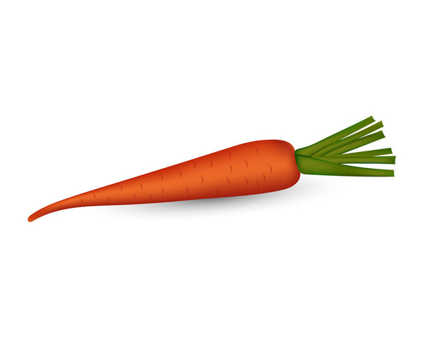 新鮮な現実的なニンジンの野菜のベクトル画像 - ベクター画像