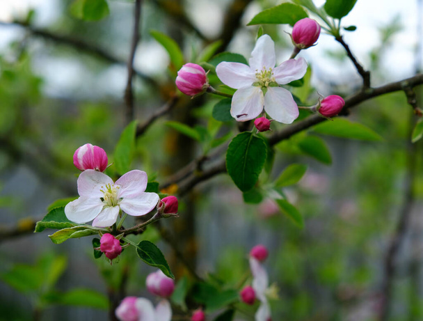 アップル・ブルーム。庭にはリンゴの木が咲いていた。春色。あなたのデザイン、ポスター、カード、お祝い、バナー. - 写真・画像