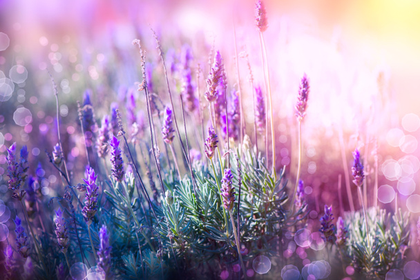 Laventeli Kukat Field. Kasvava ja kukkiva laventeli - Valokuva, kuva
