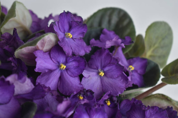 Violet flowers in a pot with green leaves.  - Fotoğraf, Görsel
