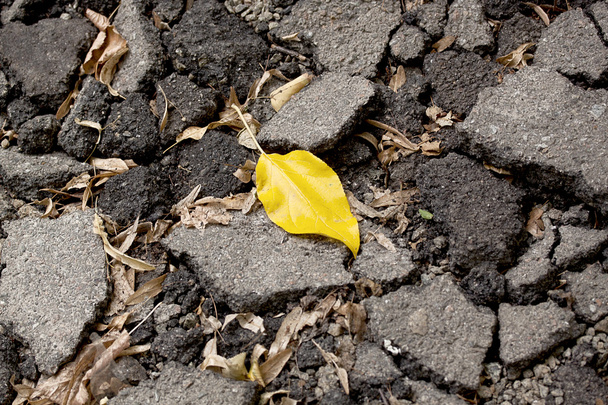 желтый лист лежит на тротуаре
 - Фото, изображение