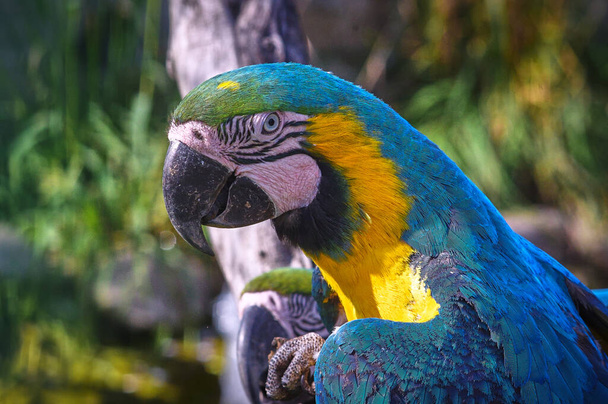 The head of a macaw parrot. Blue-yellow plumage. Wildlife. - Photo, Image