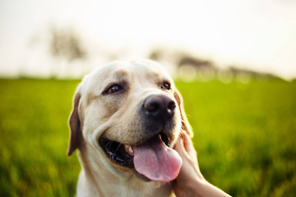 Closeup of a woman's hand pet the happy dog on the green field on the sunset. Cheerful labrador retriever sits on the grass with his owner. Home pet play and walk concept - Photo, Image