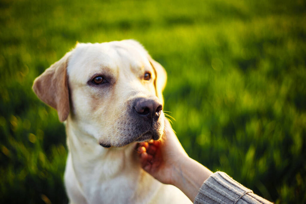 Gün batımında yeşil alanda bir kadının elini tutarken mutlu bir köpek. Neşeli Labrador Retriever sahibi ile çimlerin üzerinde oturuyor. Ev hayvanı oyunu ve yürüyüş konsepti - Fotoğraf, Görsel