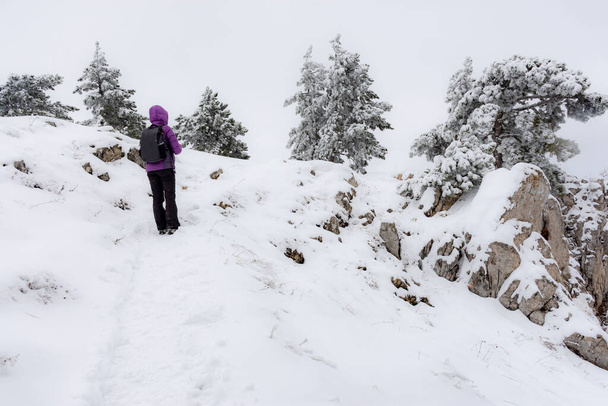 Κορίτσι με σακίδιο στα βουνά το χειμώνα. Σαν να σκαρφαλώνεις σε βουνό. Χειμερινός τουρισμός. Ένα κορίτσι με μωβ μπουφάν και σακίδιο. Χιονισμένο καιρό με χιονοθύελλα. - Φωτογραφία, εικόνα