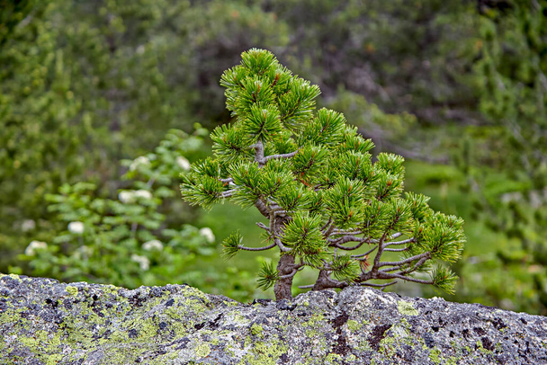 Small tree like a bonsai on a rock with background vegetation - Photo, Image