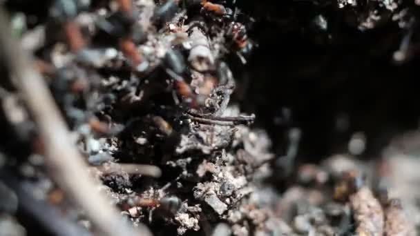 Formica rufa forest ants work in an anthill. close-up. many individuals. 4k - Filmati, video
